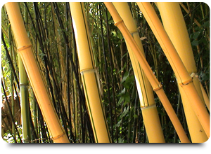 beplanting_binnen_buitenruimte2