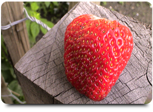 groente_fruit_kruidentuin2