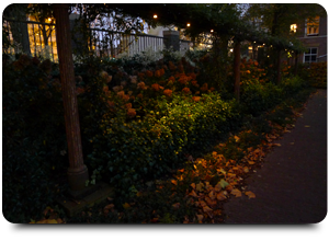 verlichting_tuinberegening_druppelsystemen2